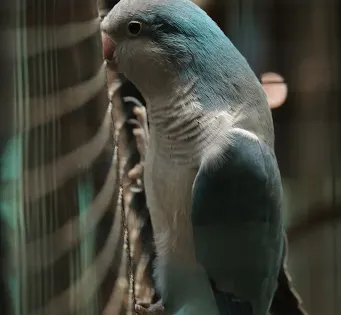 Saras Exotic Birds Center