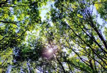 Orlestone Forest景点图片