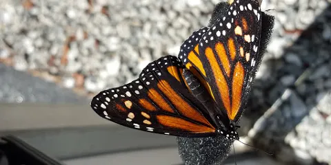 All A Flutter Farms LLC