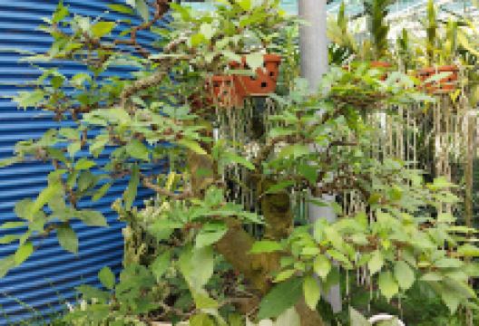 Vườn Trái Cây Nguyên Nguyệt景点图片