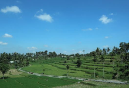 Rice terrace Center景点图片