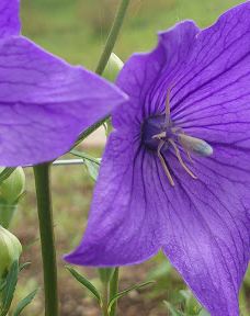 富士山人民公园-富士吉田市