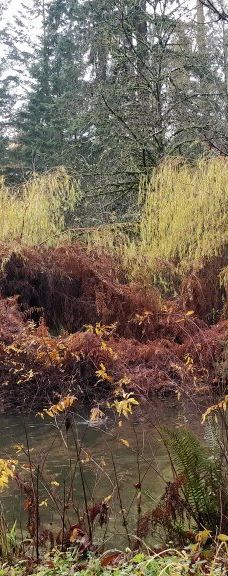 中央公园-本那比