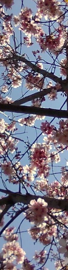 Japanese Friendship Garden & Museum-圣地亚哥