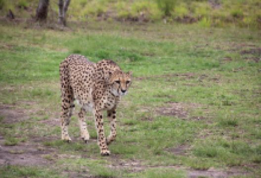 Tenikwa Wildlife Awareness Centre景点图片
