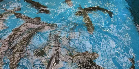 Shibetsu Salmon Park