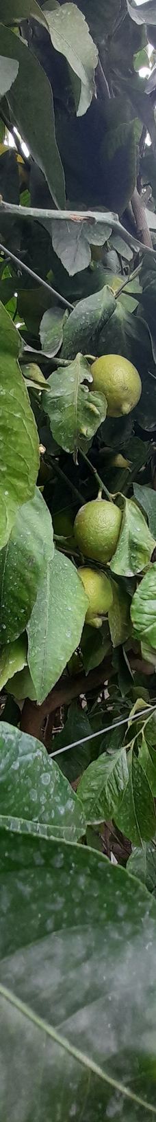 I Giardini di Cataldo-索伦托