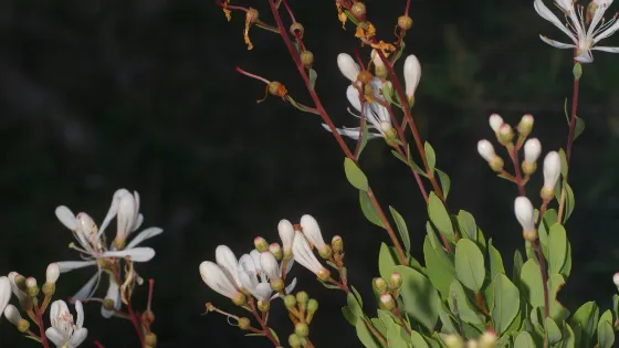 Lyonia Preserve