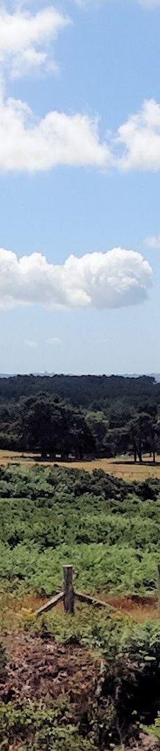 Avon Heath Country Park-圣艾夫斯