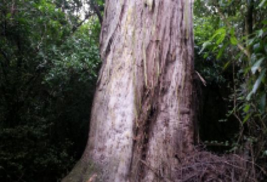 Talbot Forest Scenic Reserve景点图片