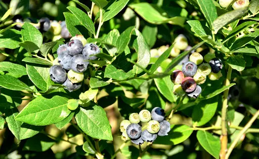 King Grove Organic Farm