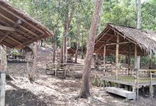Hutan Lindung Sebedang景点图片