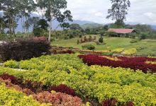Taman Bunga Puncak Tonang景点图片