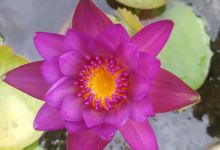 vườn mai chú 8 cao景点图片