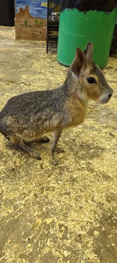 PAWsitively Wild Animal Encounters-阿托卡县