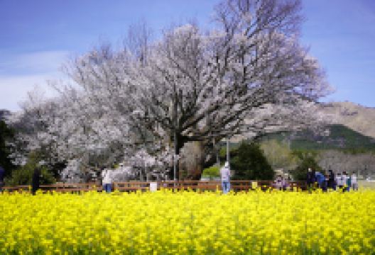 一心行的大樱花树景点图片