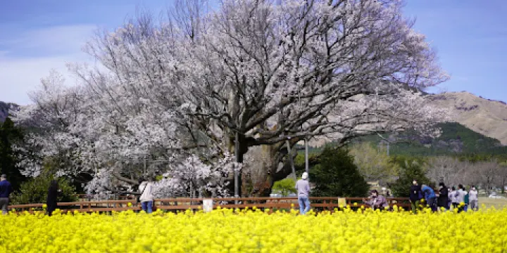 一心行的大櫻花樹