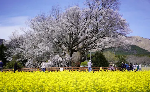 一心行的大櫻花樹