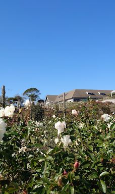 日本最大 鹿屋玫瑰园-鹿屋市