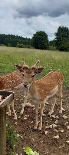 Wildgehege Meßstetten-佐勒纳尔布县