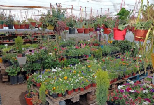 Vivero Lola购物图片