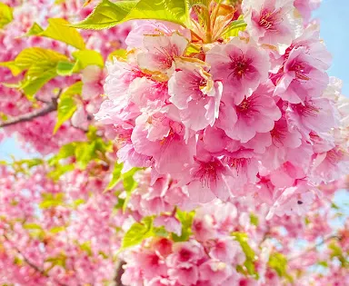 周防大島町 小積の河津桜