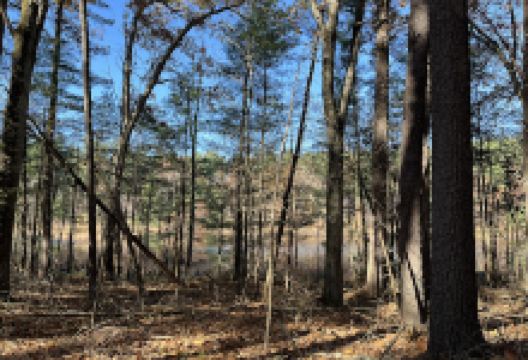 Heath Hen Meadow Brook Woodland Hiking Trail景点图片