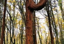 Kilcornan Woods景点图片