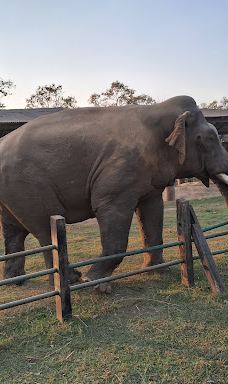 Tikauli Jungle-奇旺