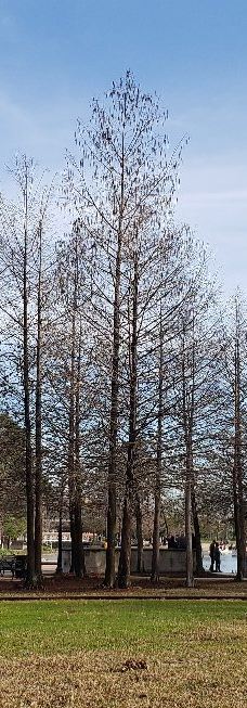 赫曼公园-休斯敦