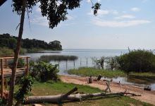 Ngamba Island Chimpanzee Sanctuary景点图片