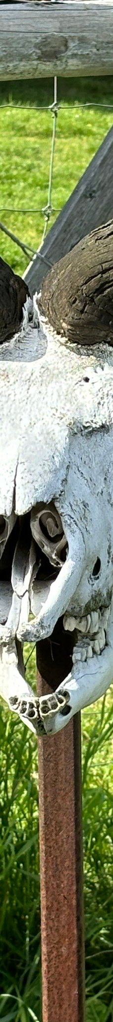 Large Animal Research Station-科利奇