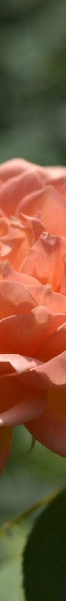 大神ファーム-日出町