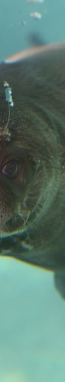 罗杰威廉斯公园动物园-普罗维登斯