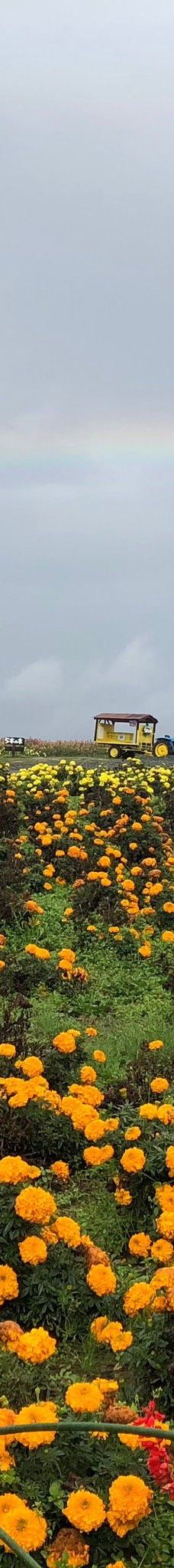 菅野农场-上富良野町