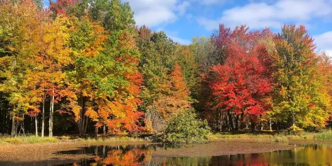 Reinstein Woods Nature Preserve