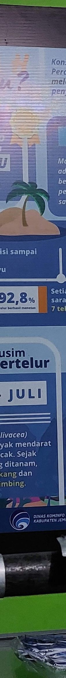 Kurma Asih Sea Turtle Conservation Center-巴厘岛