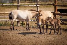 Shelter of Przewalski's Horses from Chernobyl Zone景点图片