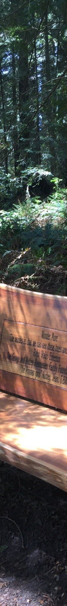 Grove of Old Trees-奥西丹透