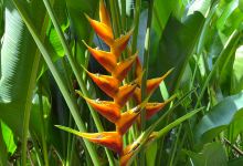 Kot Man-Ya Exotic Flower Garden景点图片