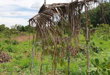 My Farm SP, ចំការធុរ៉េន景点图片