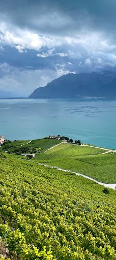 Terrasses viticoles de Lavaux-Lavaux-Oron District