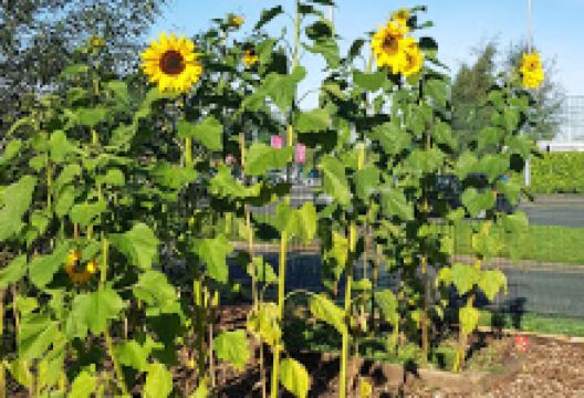 Q-Gardens景点图片