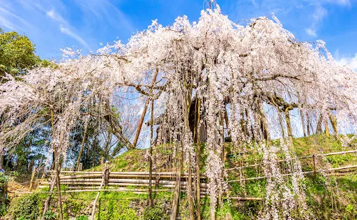 石畳東の桜