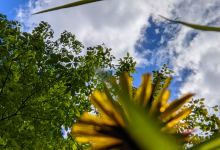 Salamander Park景点图片