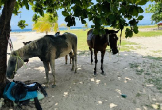 Sand N' Saddle景点图片