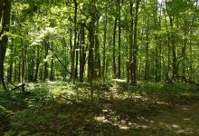 Elliott Woods State Nature Preserve景点图片
