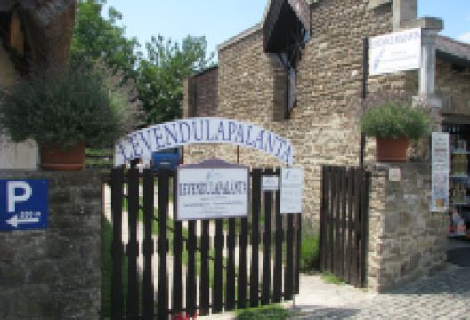 Lavender plants Bartus Sándor primary producers购物图片