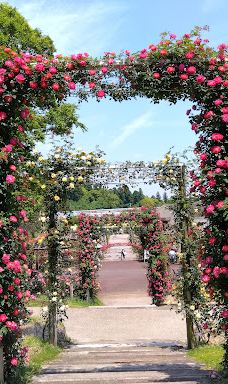 日本最大 鹿屋玫瑰园-鹿屋市