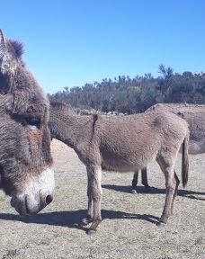 Cerro Venado-坦迪尔